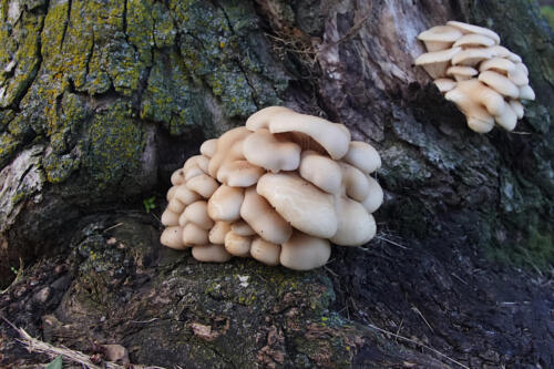 Oyster Mushrooms (Pleutoreus sp.)