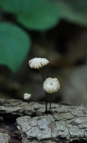 Pinwheel Mushroom (Marasmius rotula)