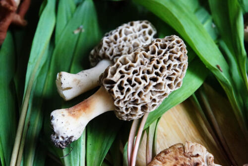 Morel Mushrooms (Morchella esculenta)